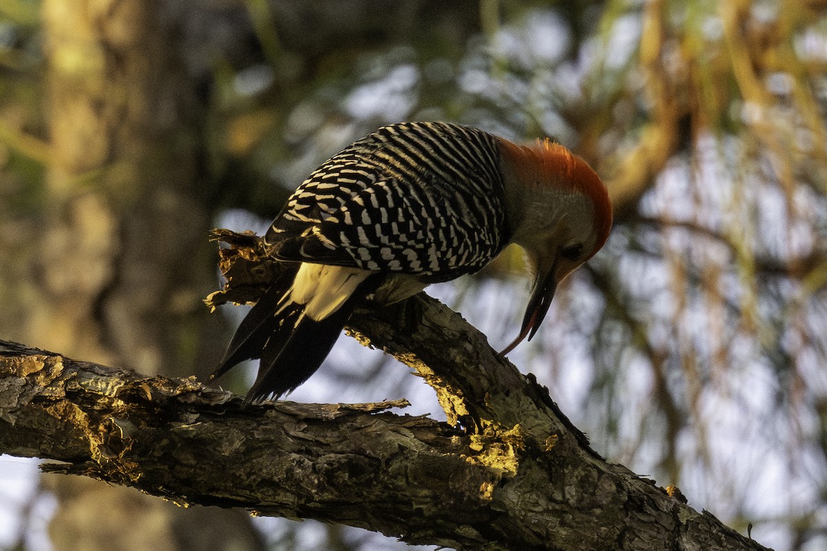 Red-bellied Woodpecker - ML615003364