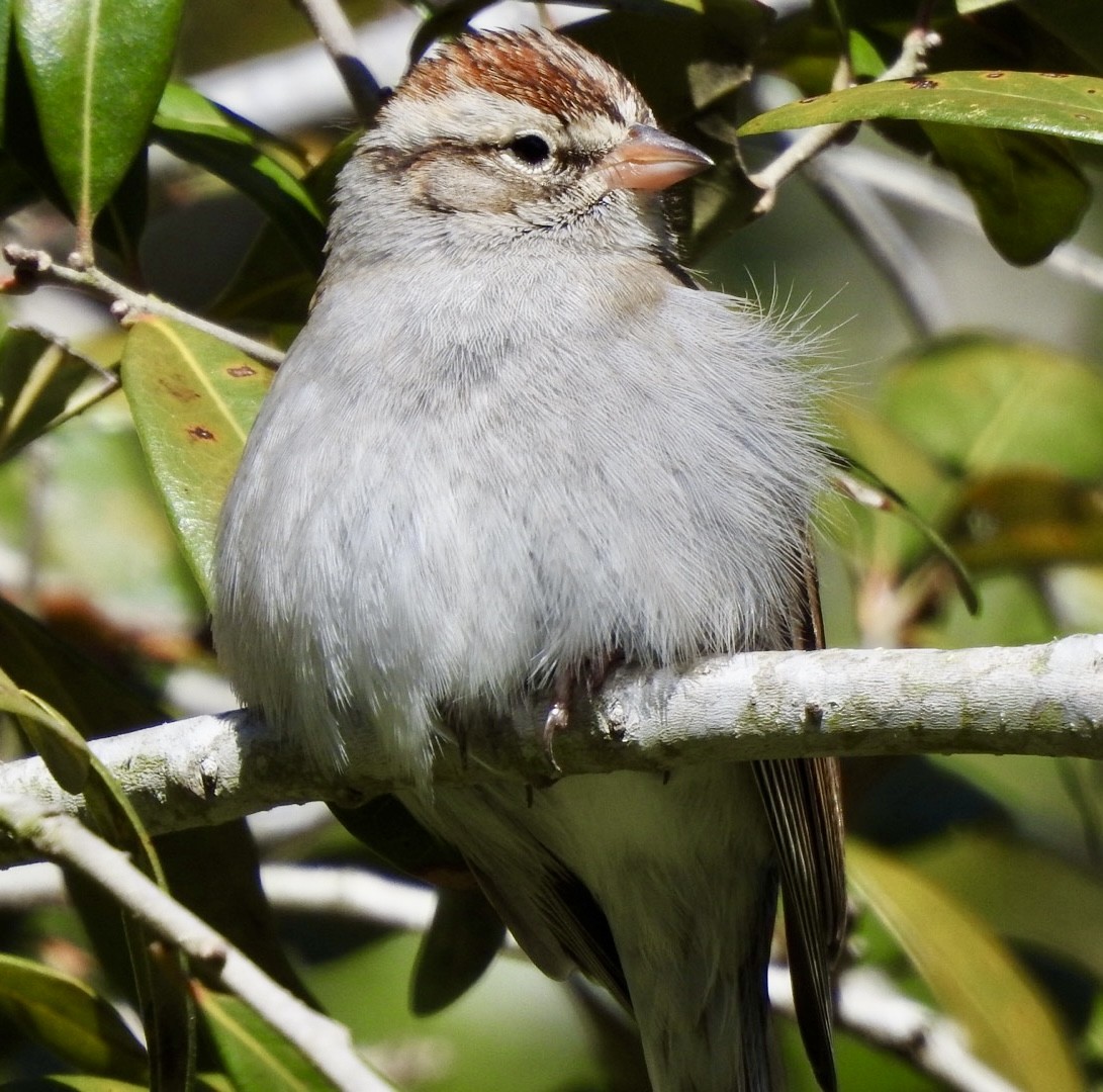 Chipping Sparrow - ML615003372