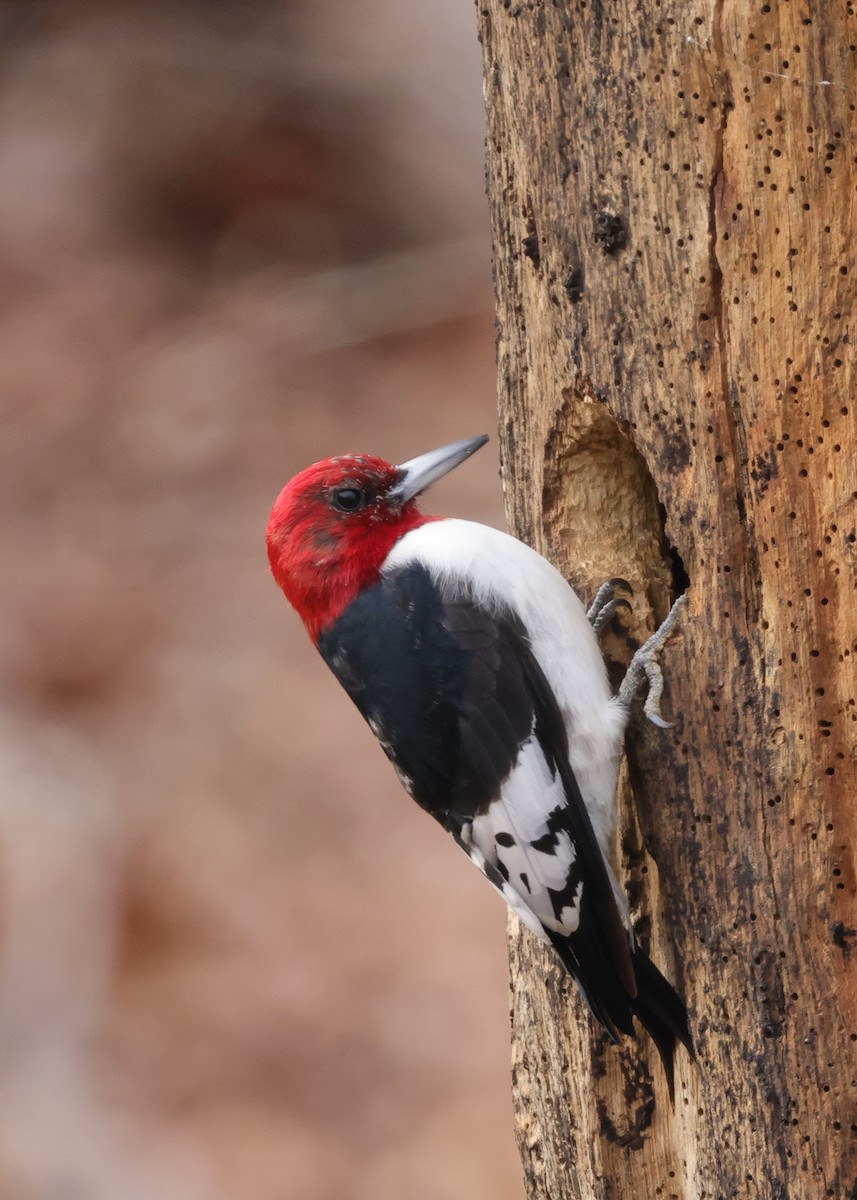 Red-headed Woodpecker - ML615003529