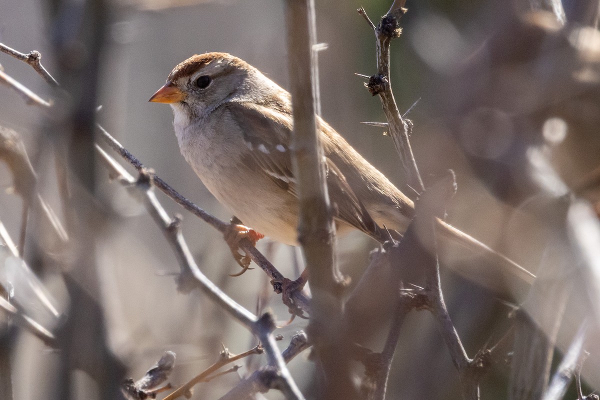 White-crowned Sparrow - ML615003775