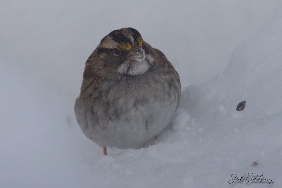 White-throated Sparrow - ML615004029