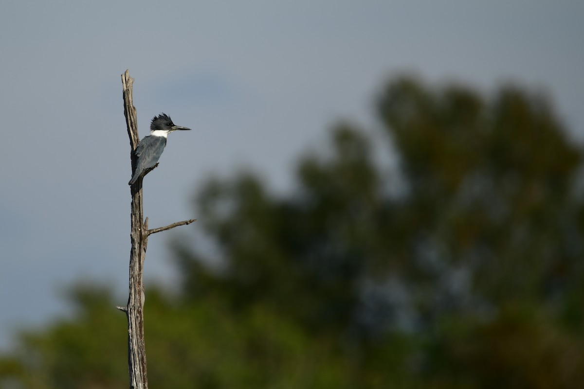 Belted Kingfisher - ML615004046