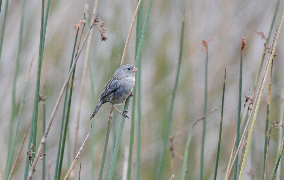 Plain-colored Seedeater - ML615004162