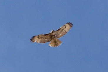 Red-tailed Hawk - ML615004183