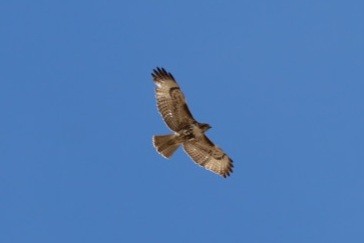 Red-tailed Hawk - ML615004184