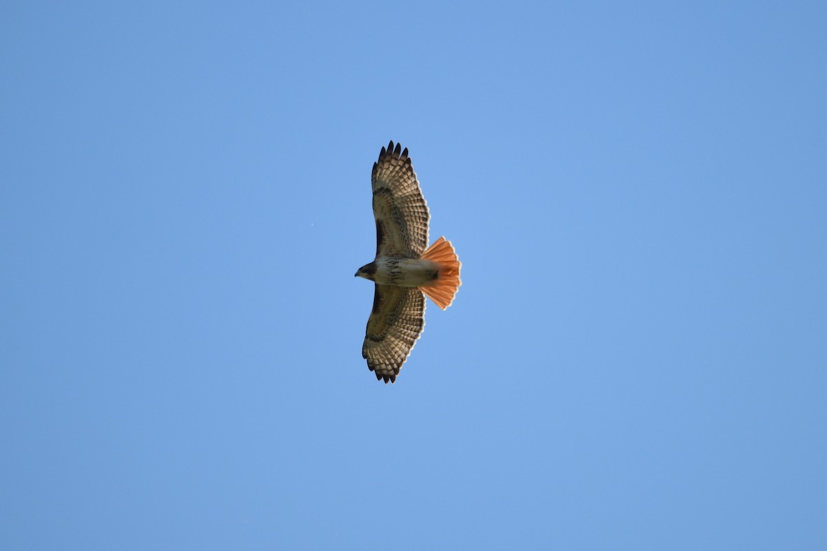 Red-tailed Hawk - ML615004260