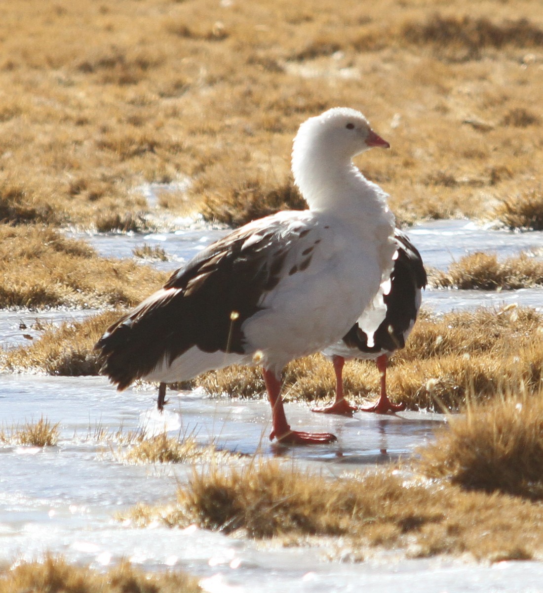 Andean Goose - ML615004296