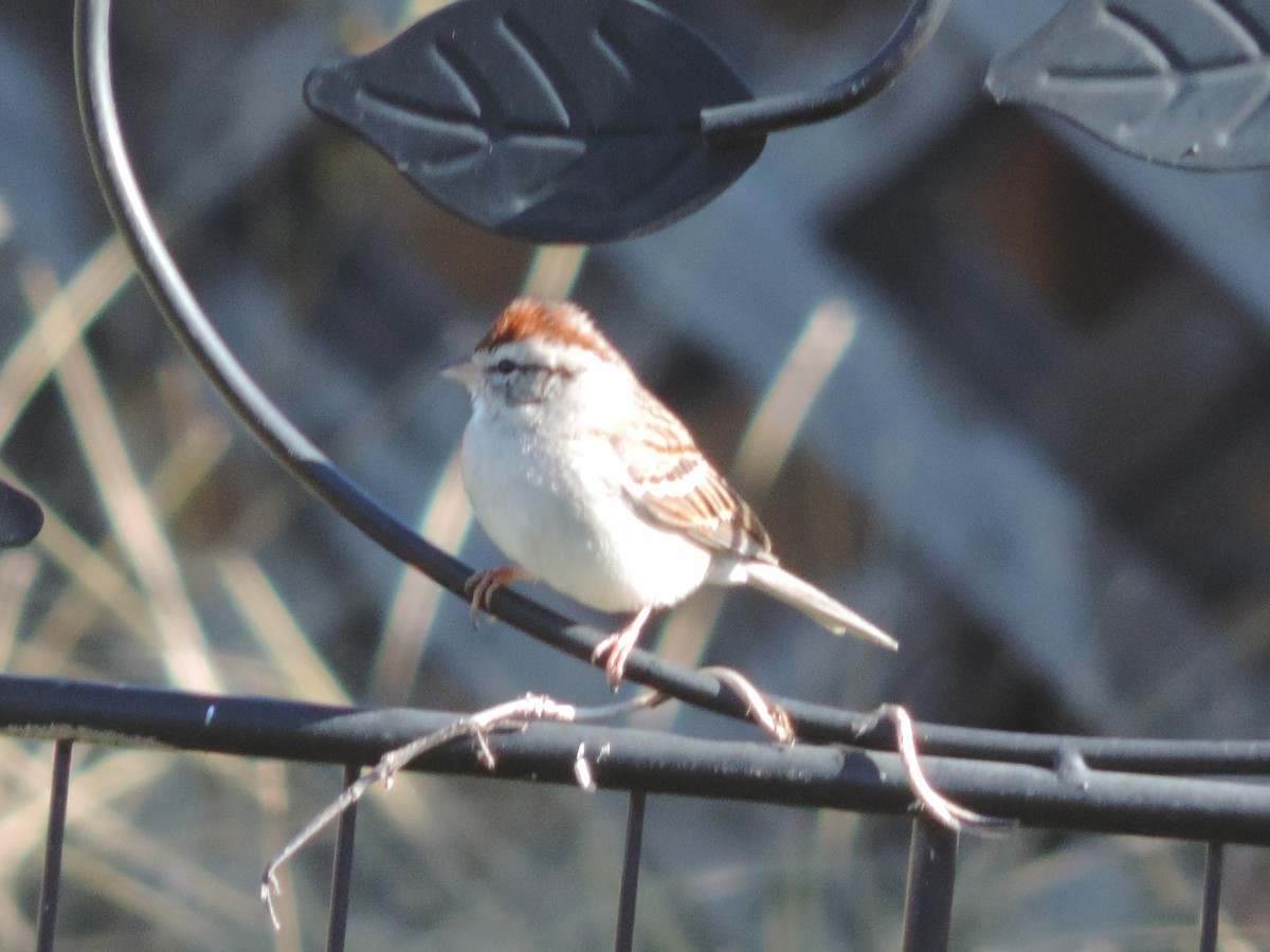 Chipping Sparrow - ML615004419