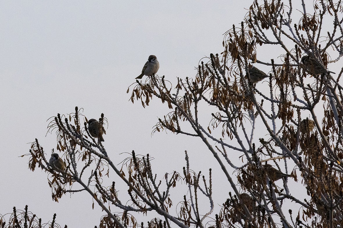 Eurasian Tree Sparrow - Shaqayeq Vahshi