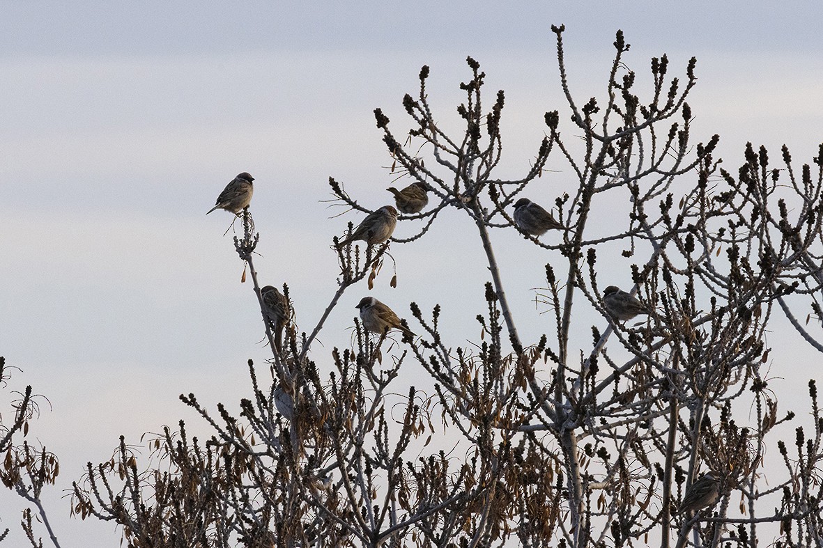 Eurasian Tree Sparrow - ML615004430