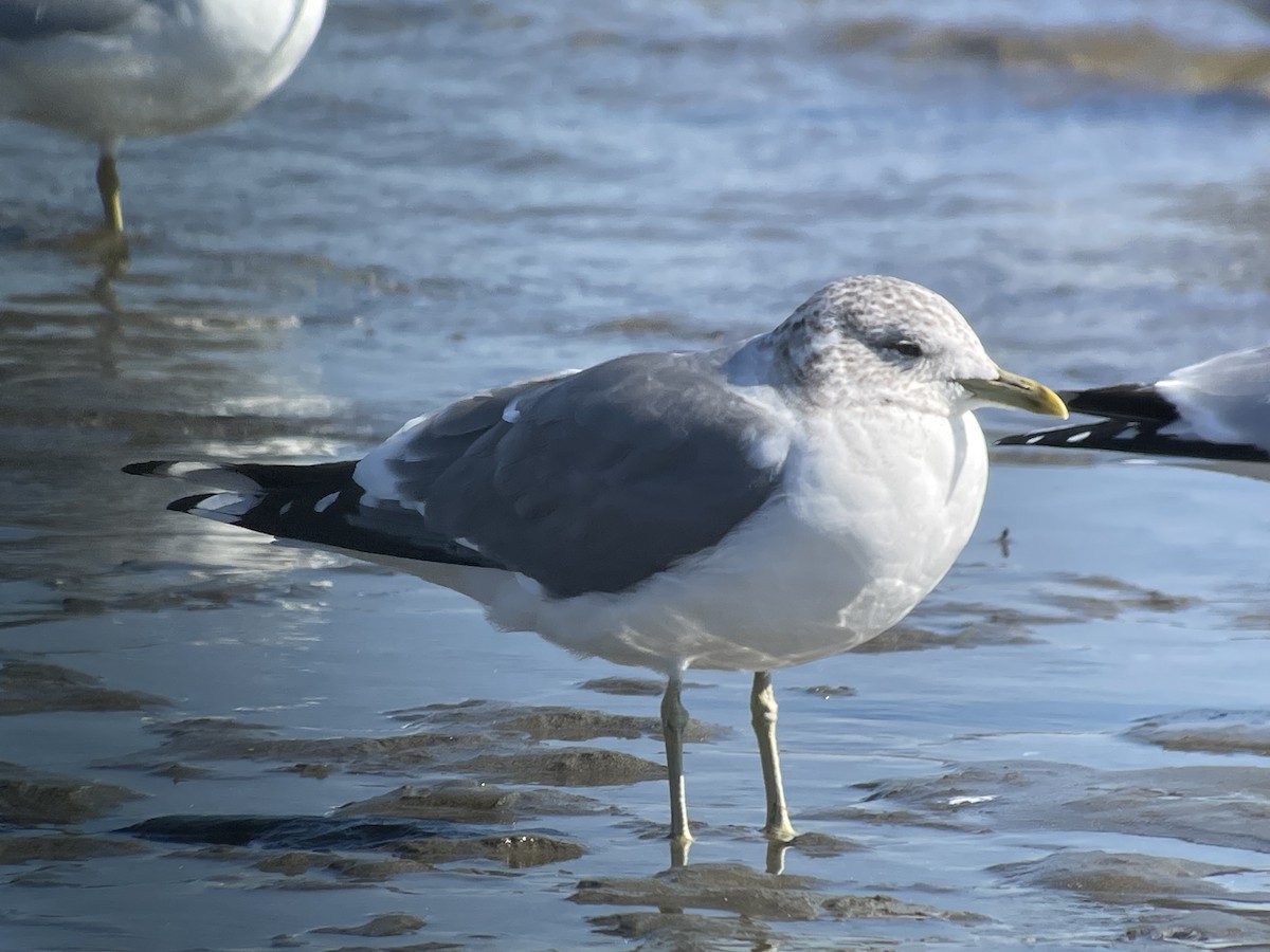 Common Gull (Kamchatka) - Chad Witko