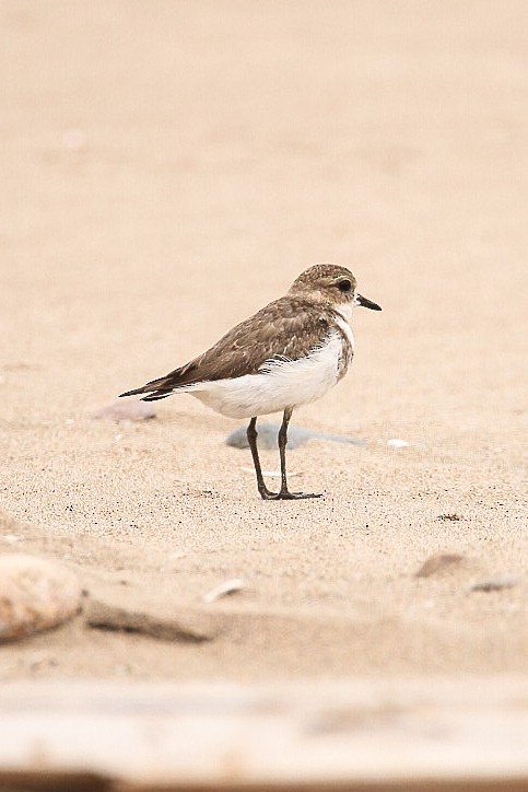 Two-banded Plover - ML615004445