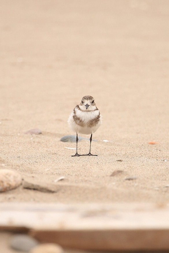 Two-banded Plover - ML615004446