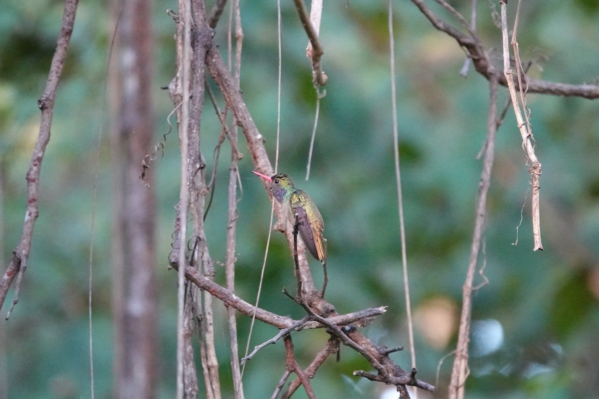 Blue-throated Goldentail - ML615004484