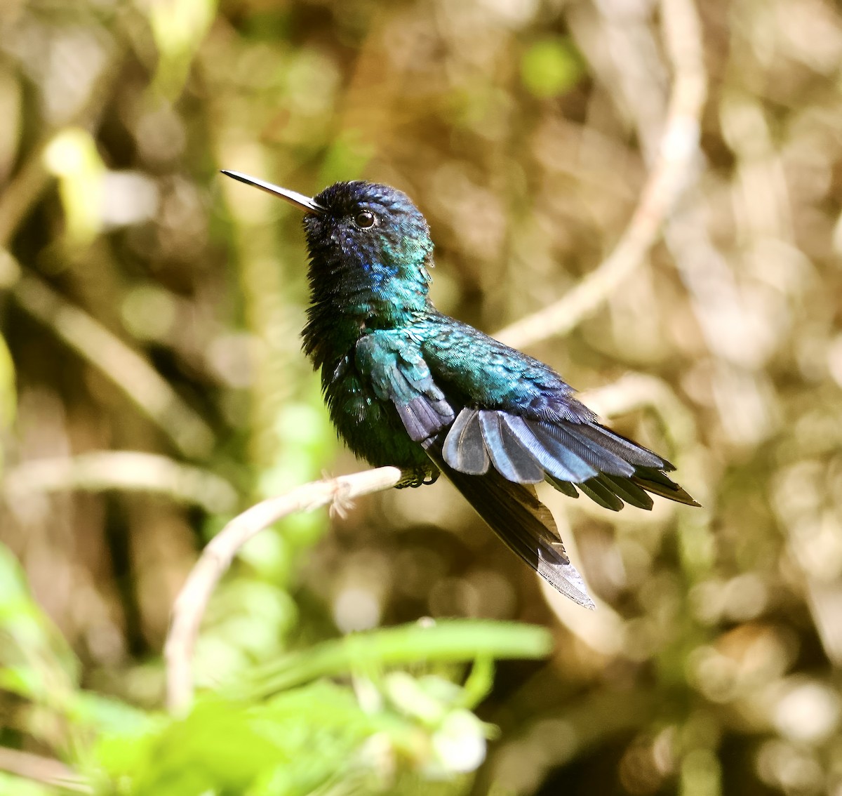 Blue-headed Hummingbird - ML615004519