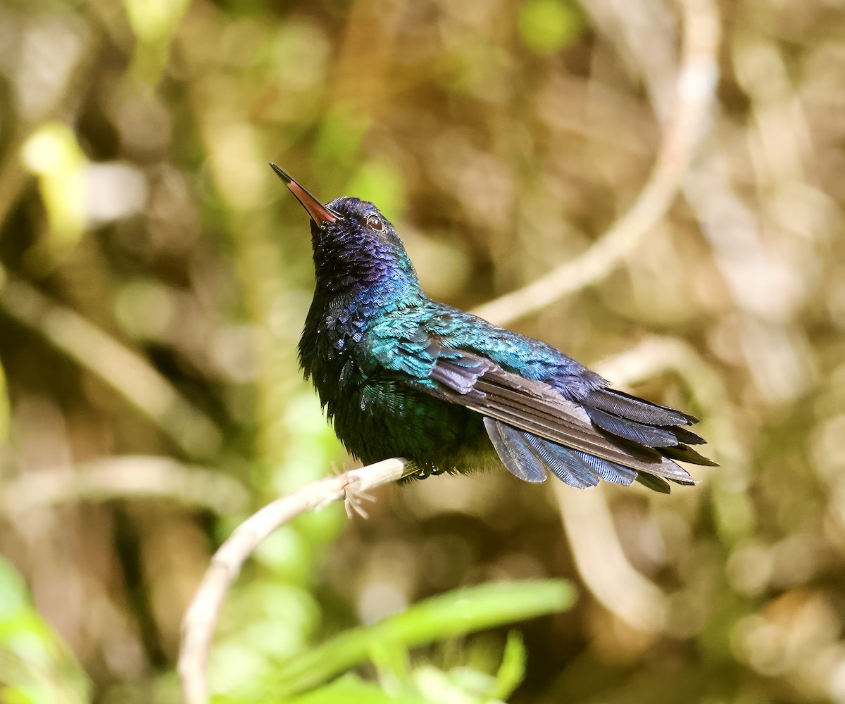 Blue-headed Hummingbird - ML615004520
