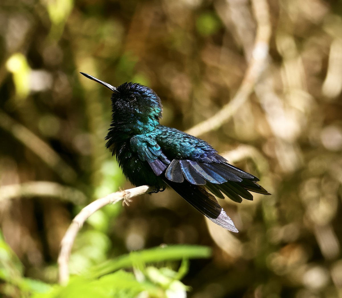Blue-headed Hummingbird - ML615004523