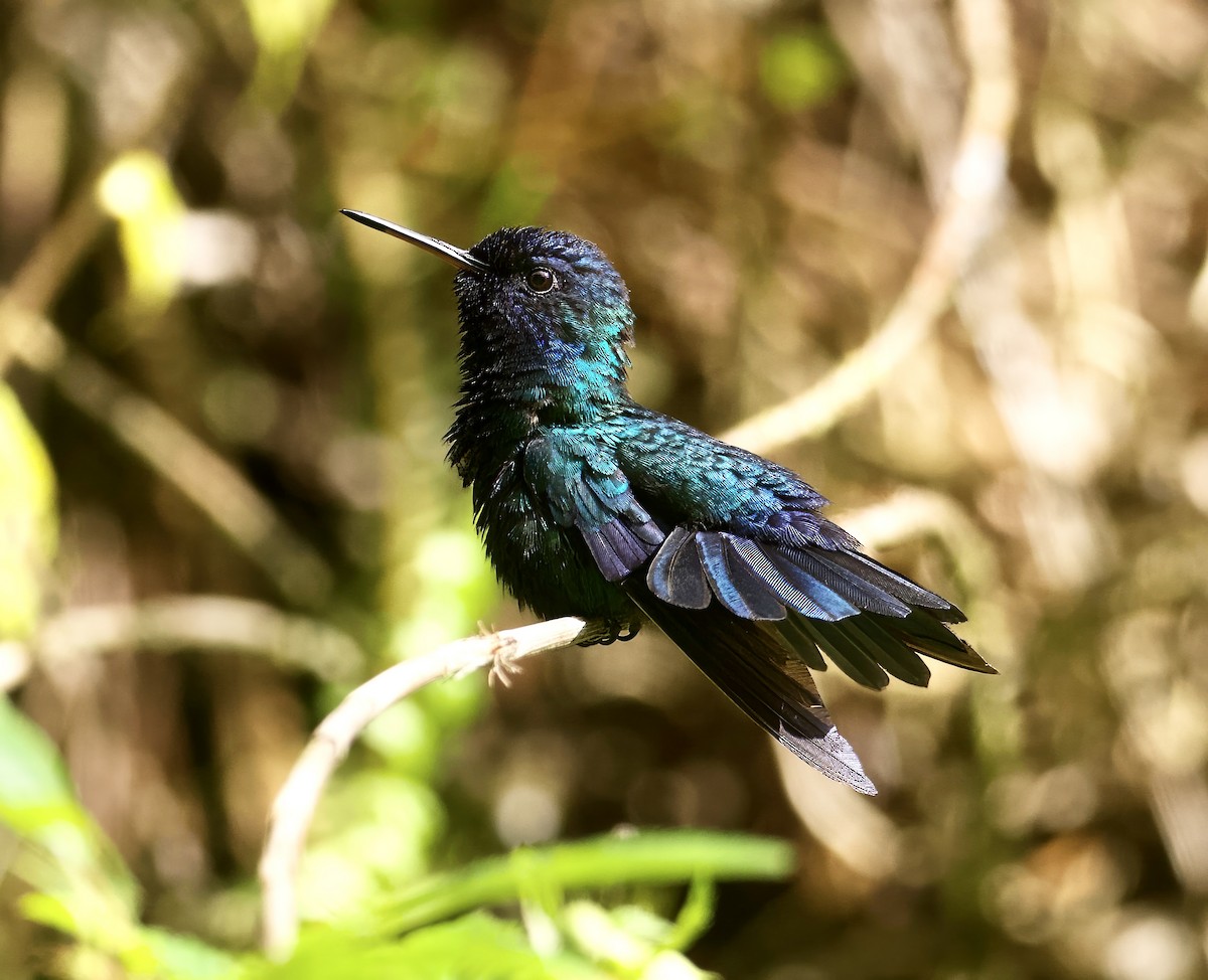 Blue-headed Hummingbird - ML615004526