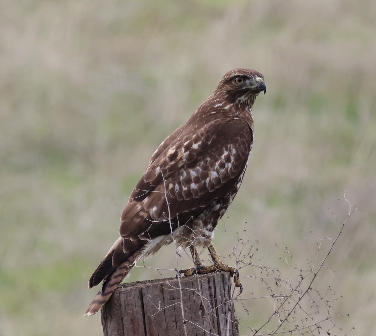 Red-tailed Hawk - ML615004671