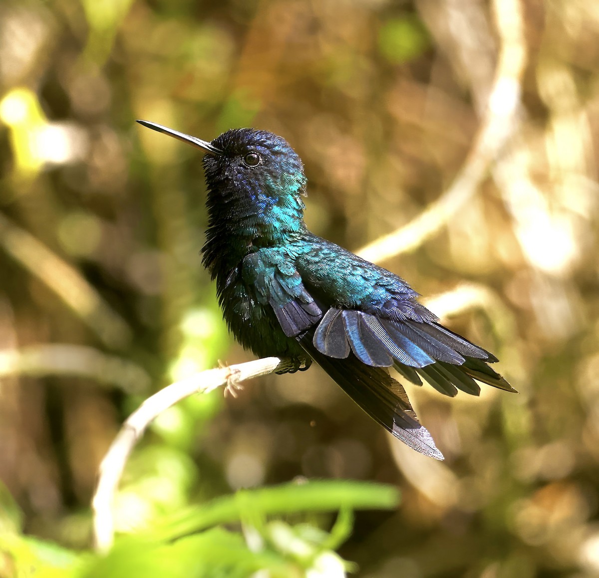 Blue-headed Hummingbird - ML615004729