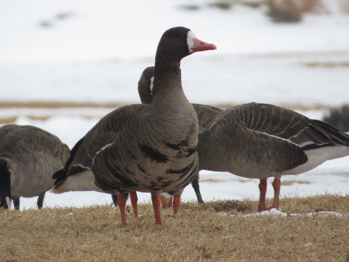 Greater White-fronted Goose - ML615004788