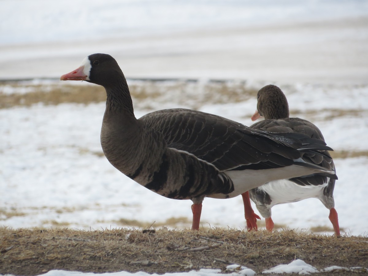 Greater White-fronted Goose - ML615004789
