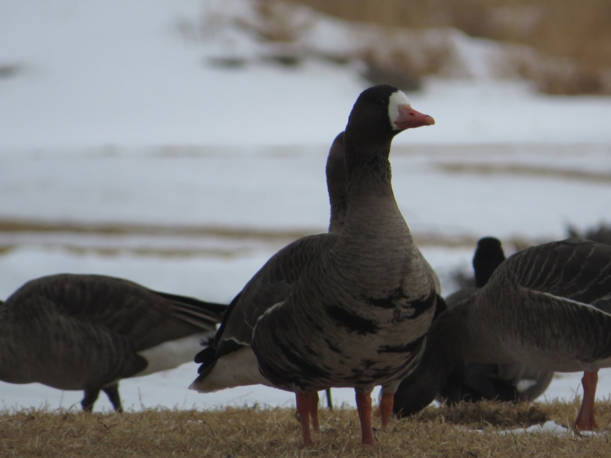 Greater White-fronted Goose - ML615004791