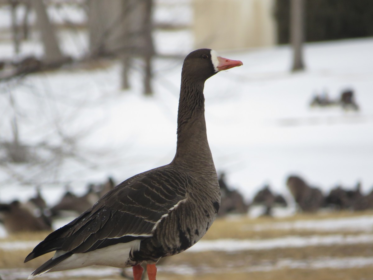 Greater White-fronted Goose - ML615004793
