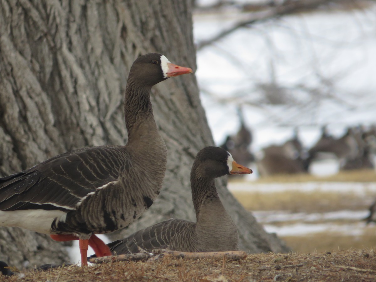 Greater White-fronted Goose - ML615004794