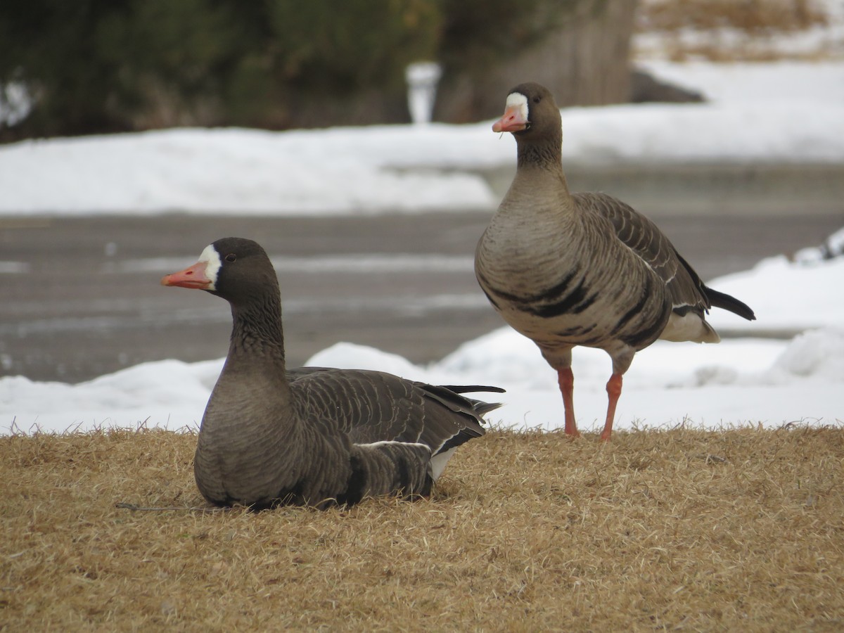 Greater White-fronted Goose - ML615004795
