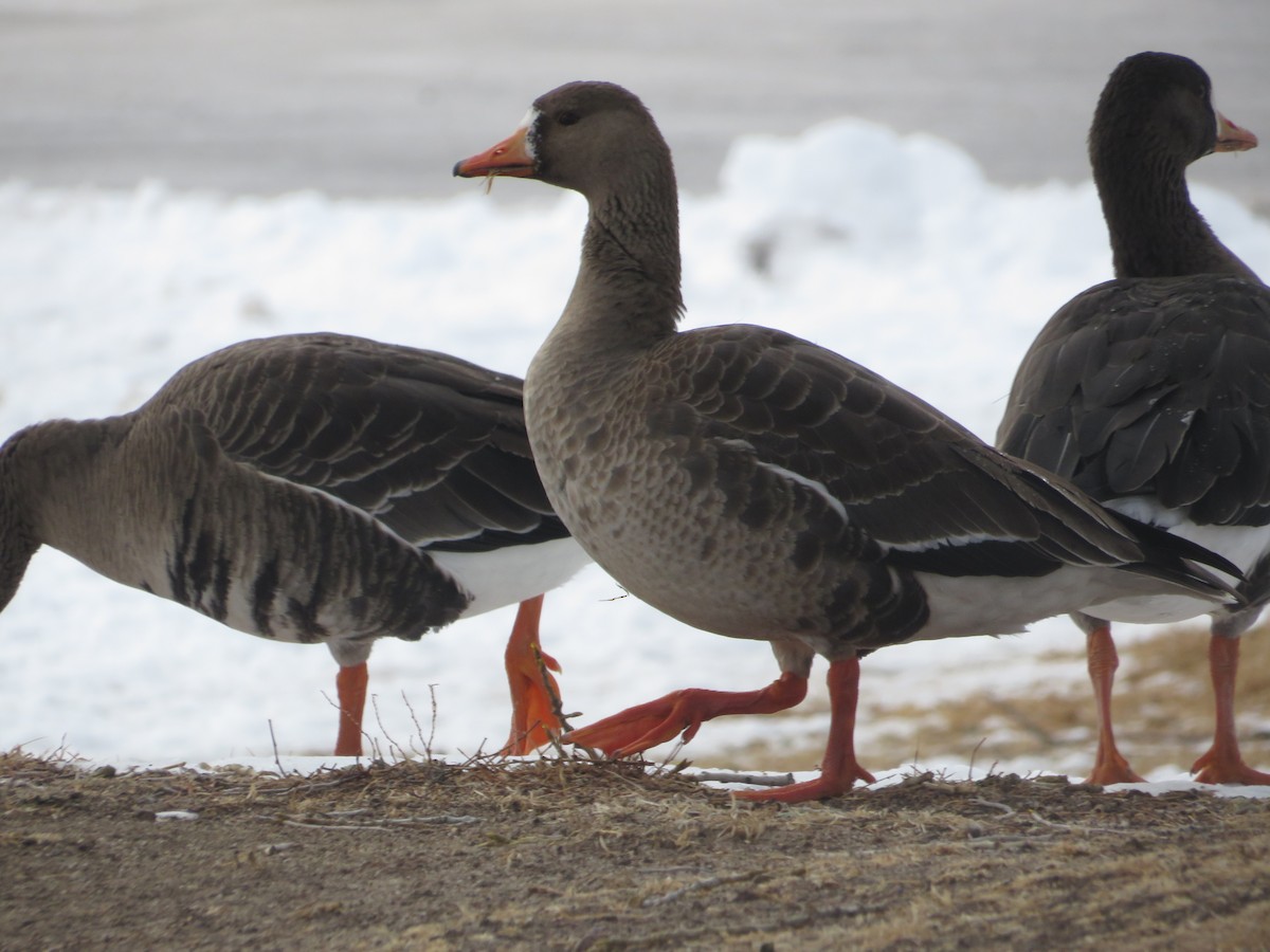 Greater White-fronted Goose - ML615004796