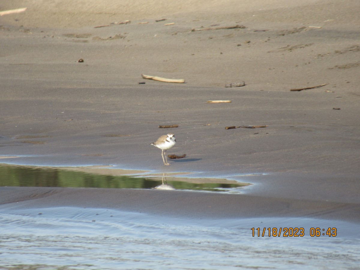 Collared Plover - ML615004861