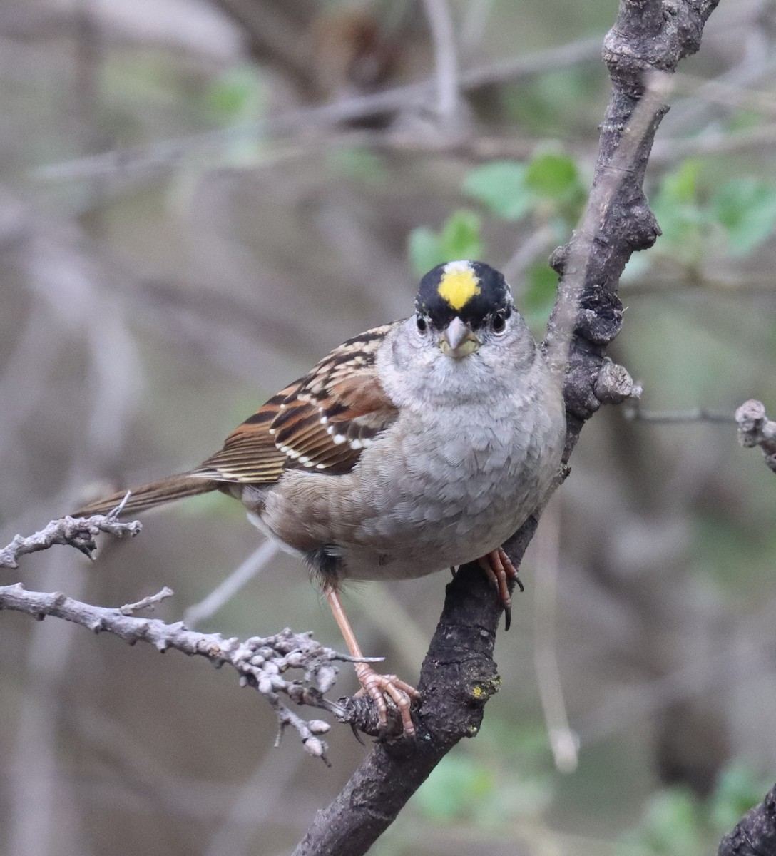 Golden-crowned Sparrow - ML615005394