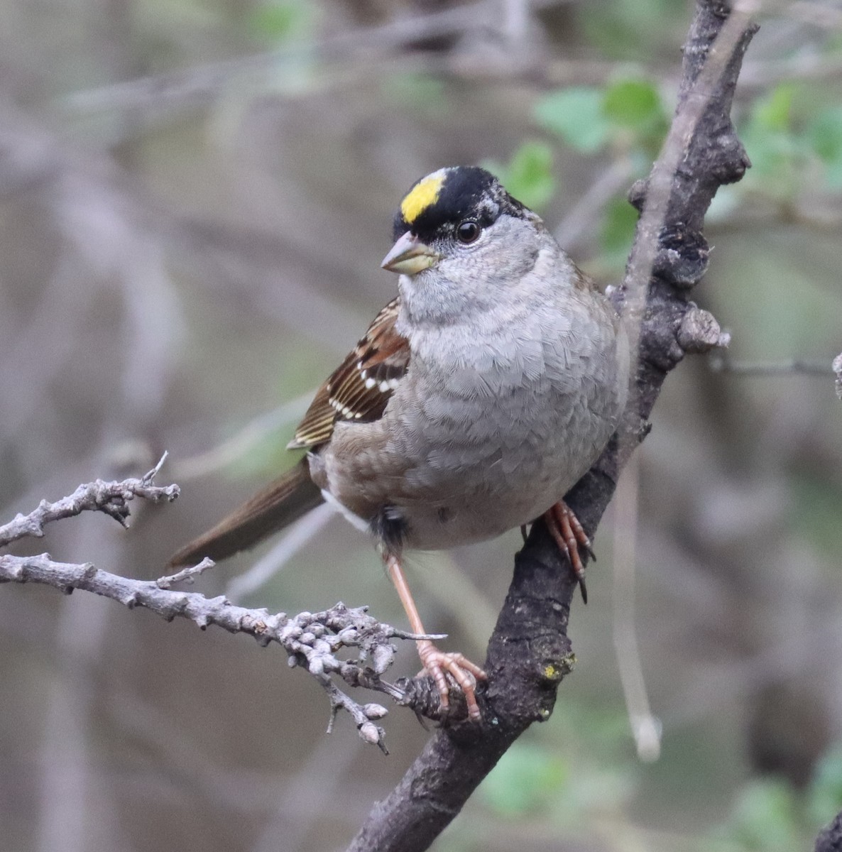 Golden-crowned Sparrow - ML615005403