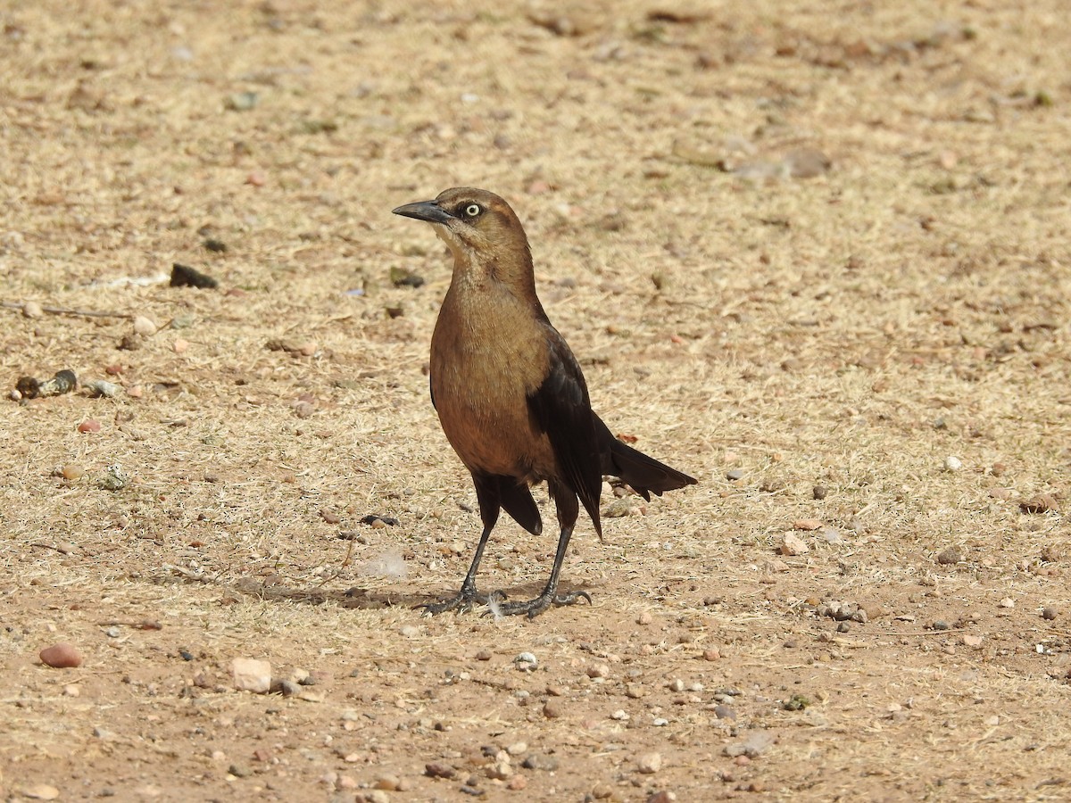 Great-tailed Grackle - ML615005470