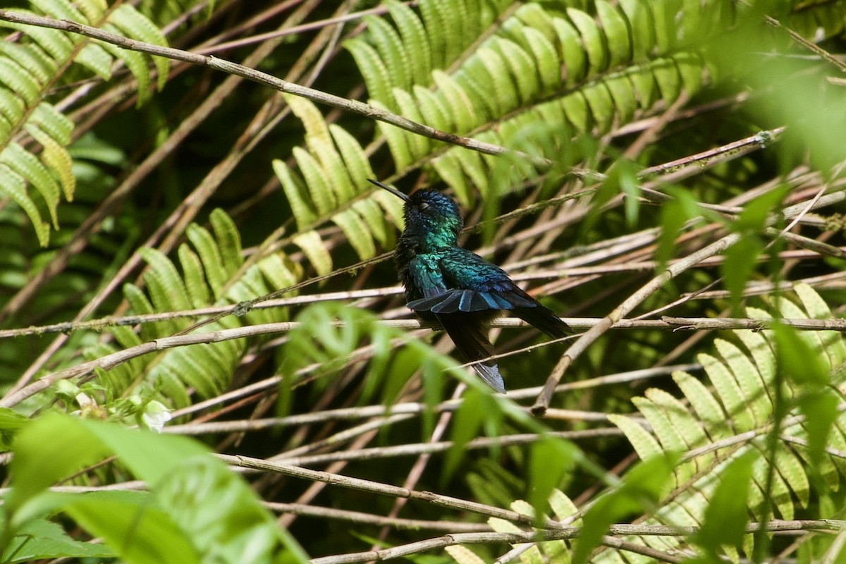 Blue-headed Hummingbird - ML615005629