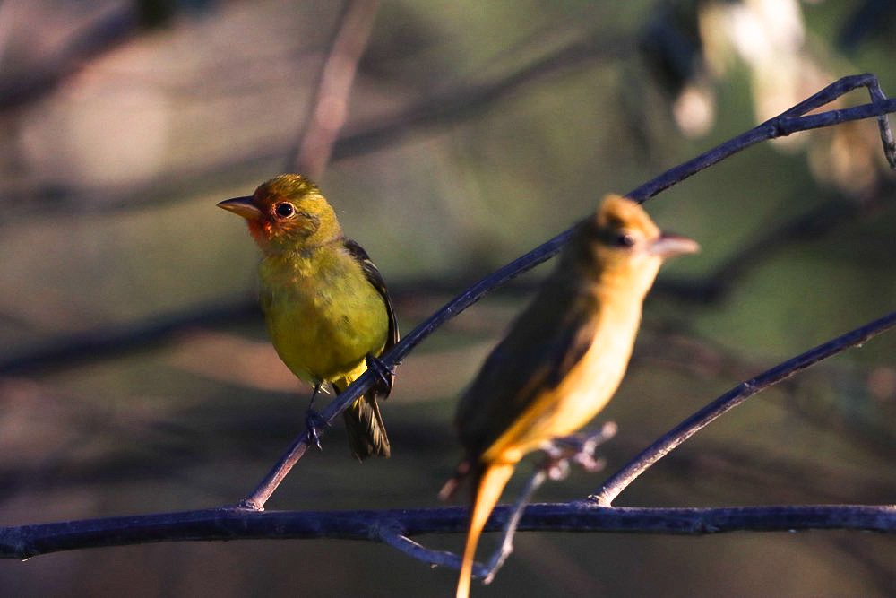 Western Tanager - ML615005754