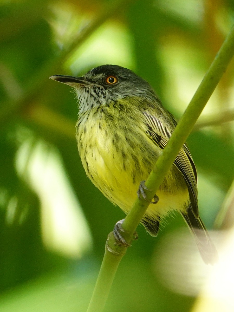 Spotted Tody-Flycatcher - Vincent Rufray