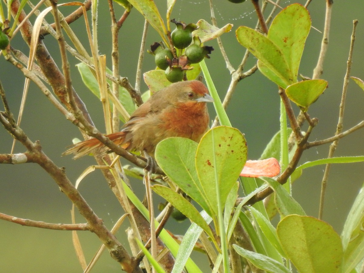 Orange-breasted Thornbird - ML615005856