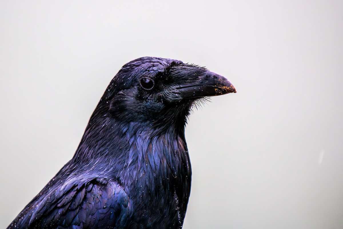 Common Raven - ML615006239