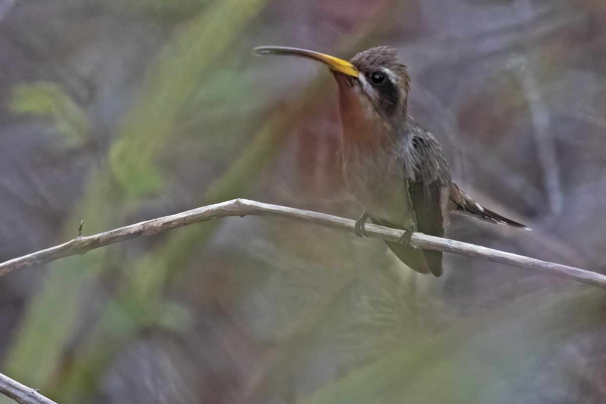 Broad-tipped Hermit - ML615006342