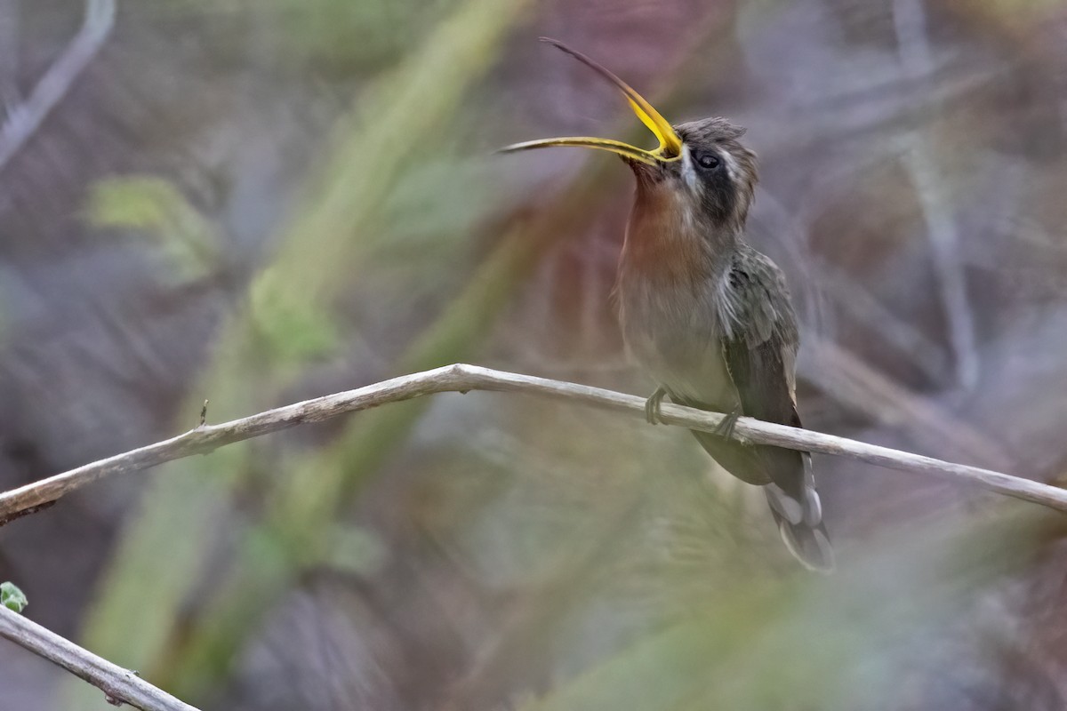 Broad-tipped Hermit - ML615006344