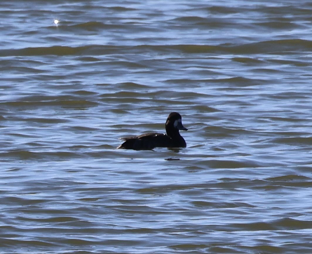 Greater Scaup - ML615006428