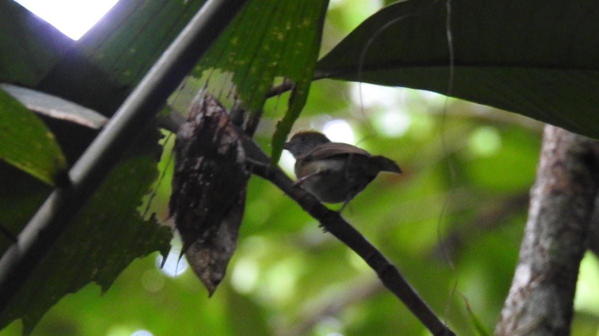 Tawny-crowned Greenlet - ML615006553