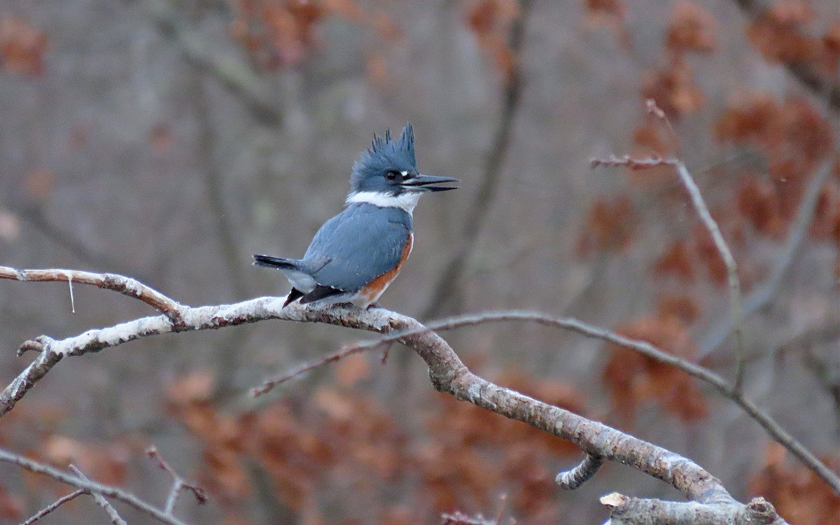 Belted Kingfisher - ML615006762