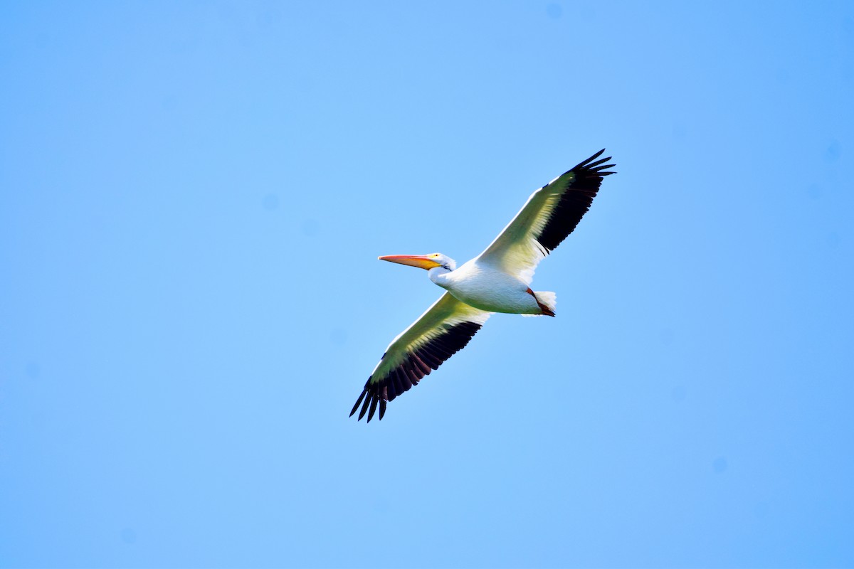 American White Pelican - Gabriel Valle Tercero
