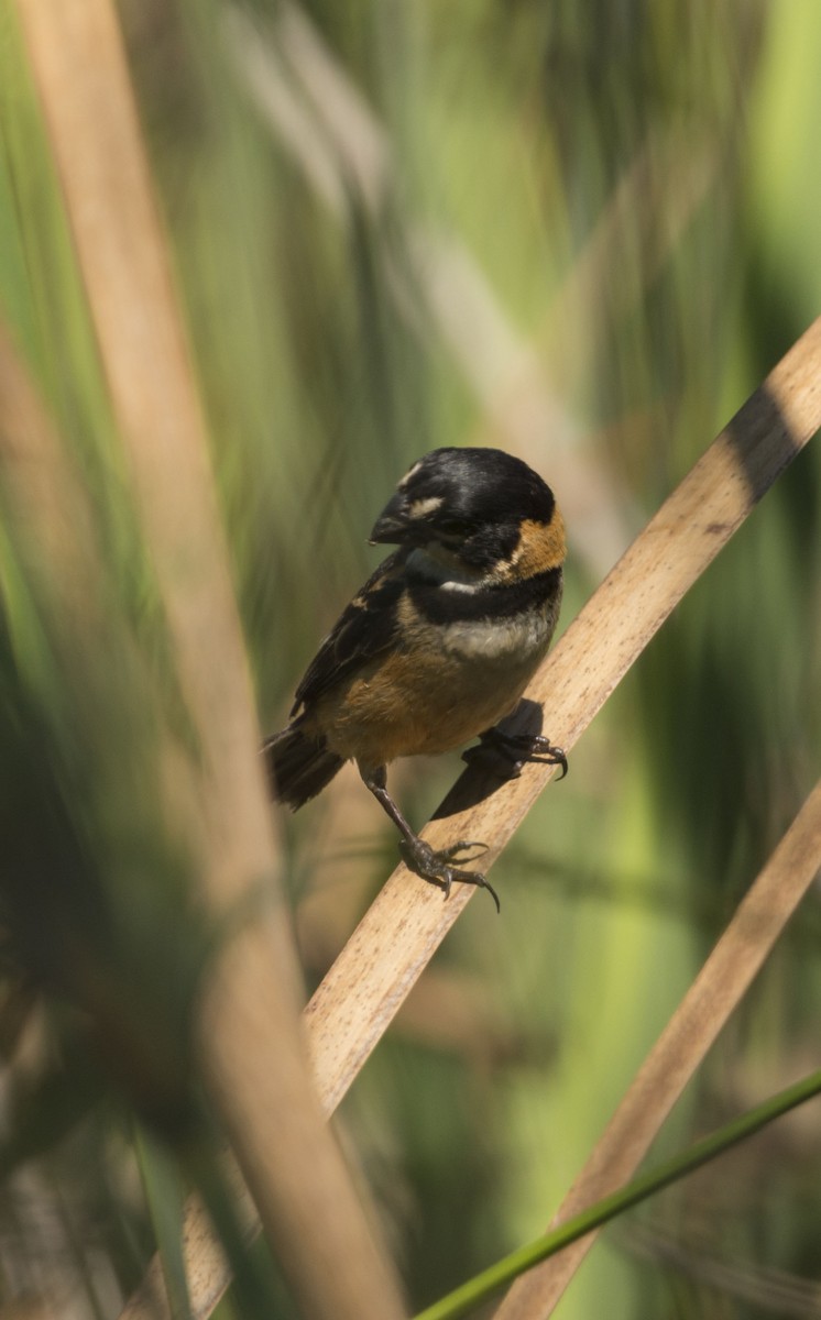 Rusty-collared Seedeater - ML615007265