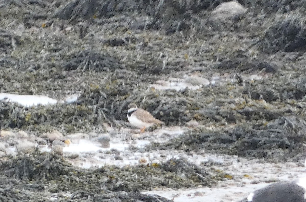 Common Ringed Plover - ML615007327