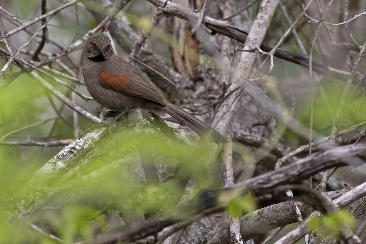 Red-shouldered Spinetail - ML615007545