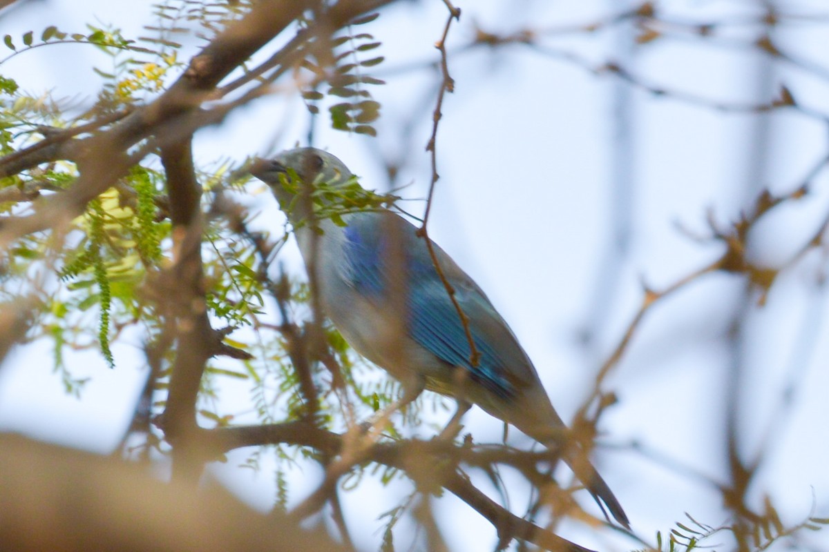 Blue-gray Tanager - ML615007933